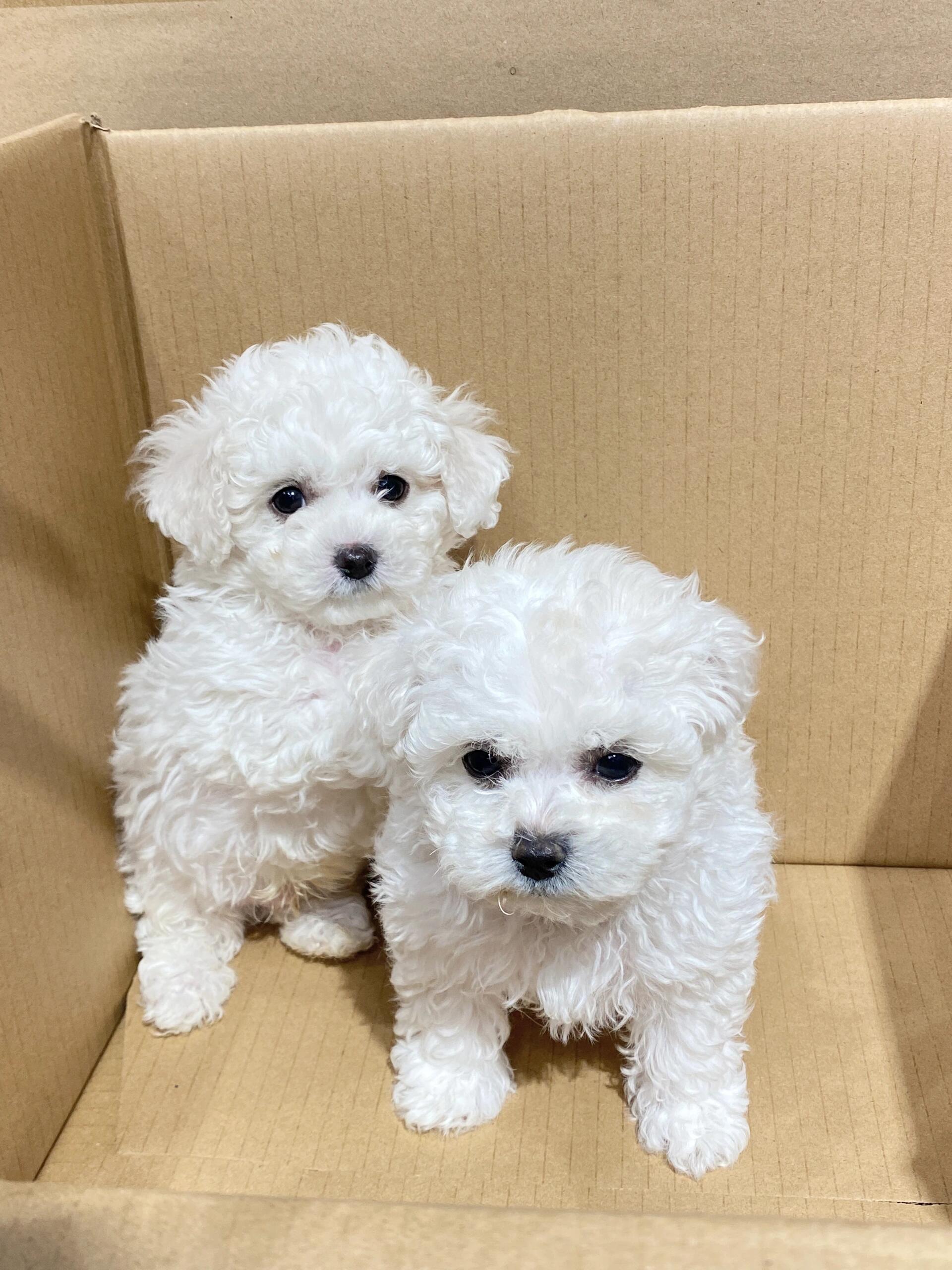 比熊幼犬，犬舍直发